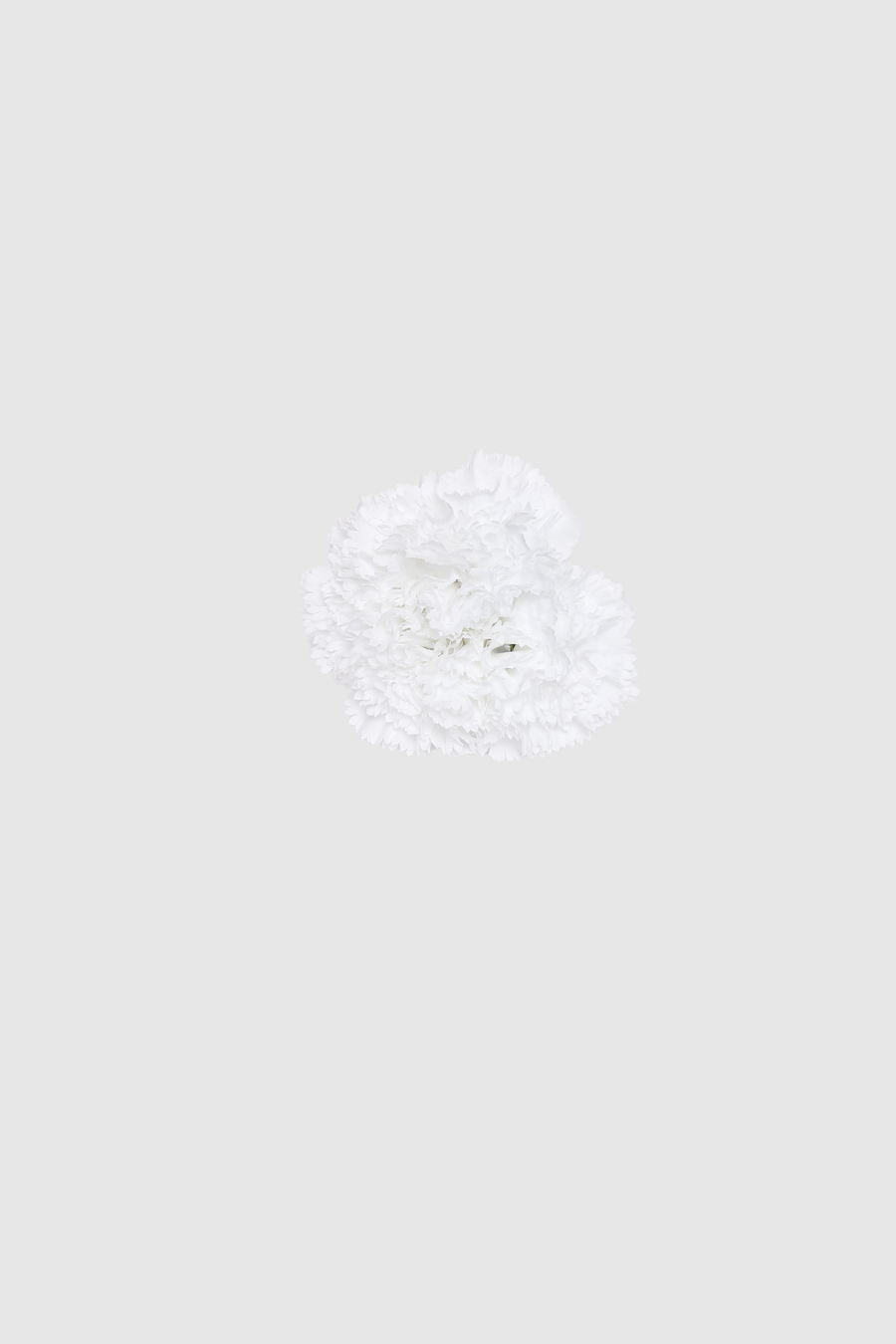 Fleur de coiffure œillet blanc
