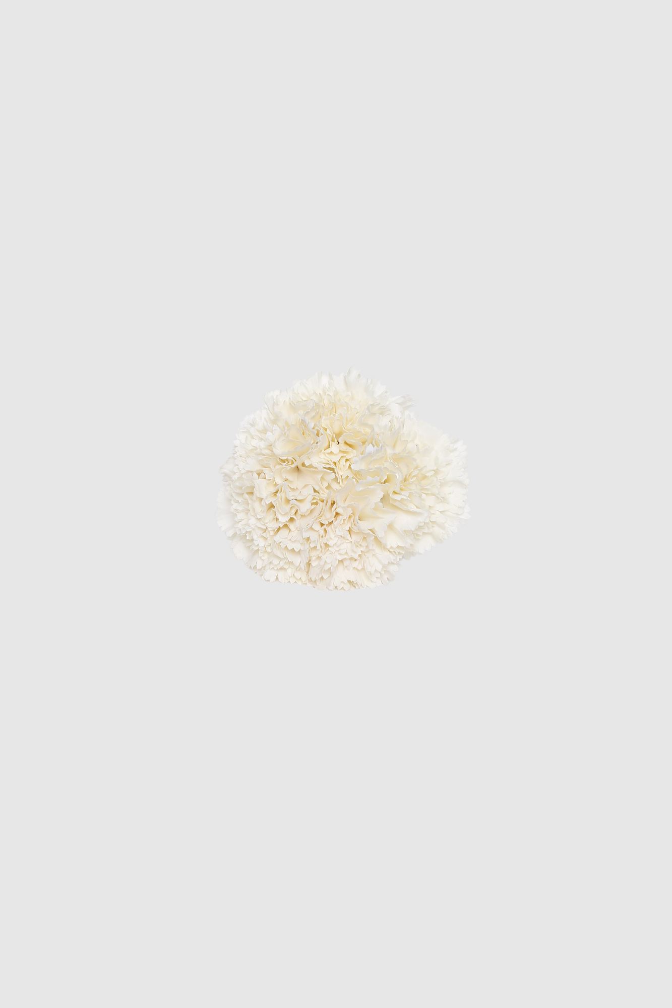 Fleur de coiffure œillet ivoire