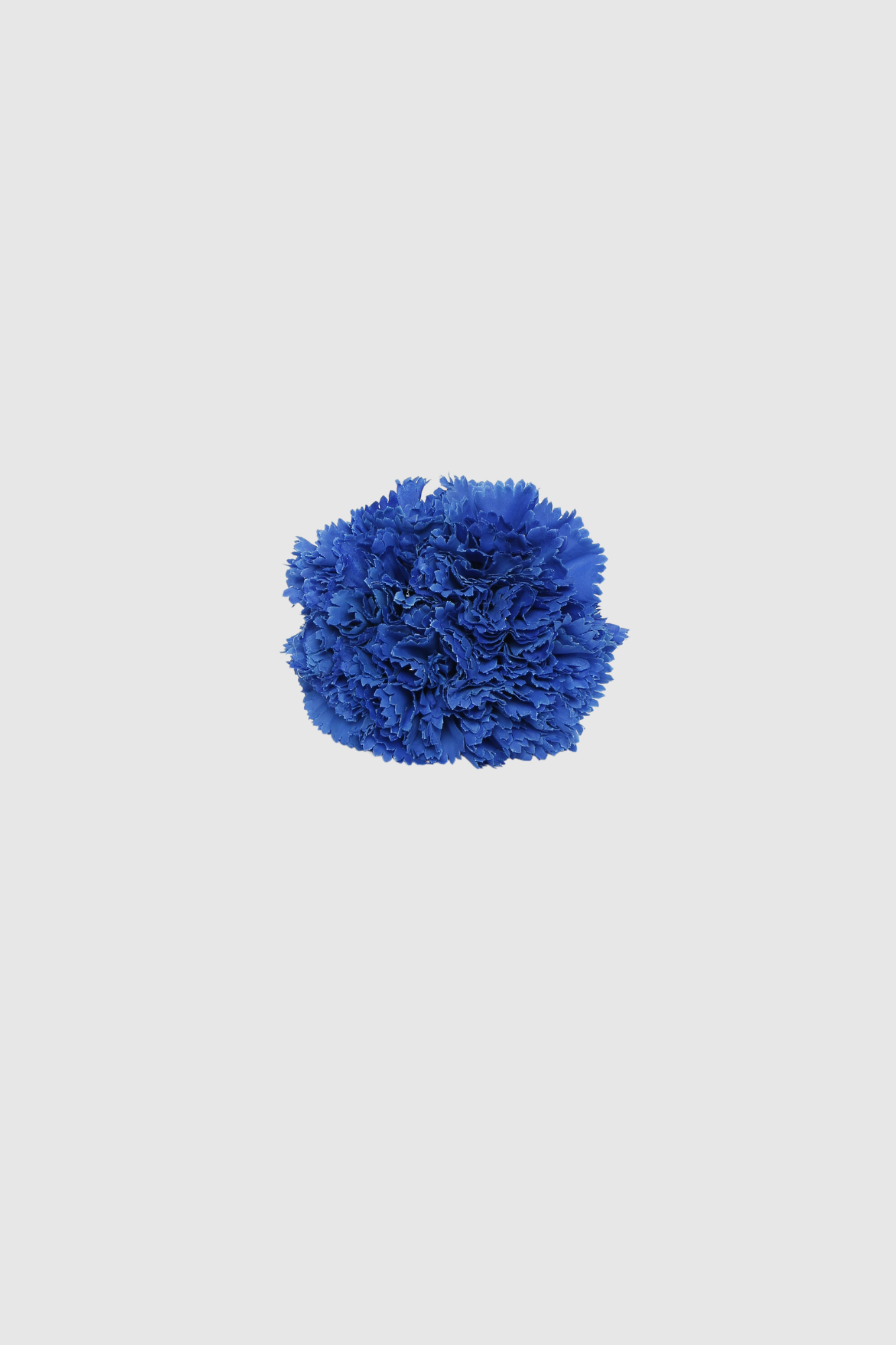 Fleur de coiffure œillet bleu roi