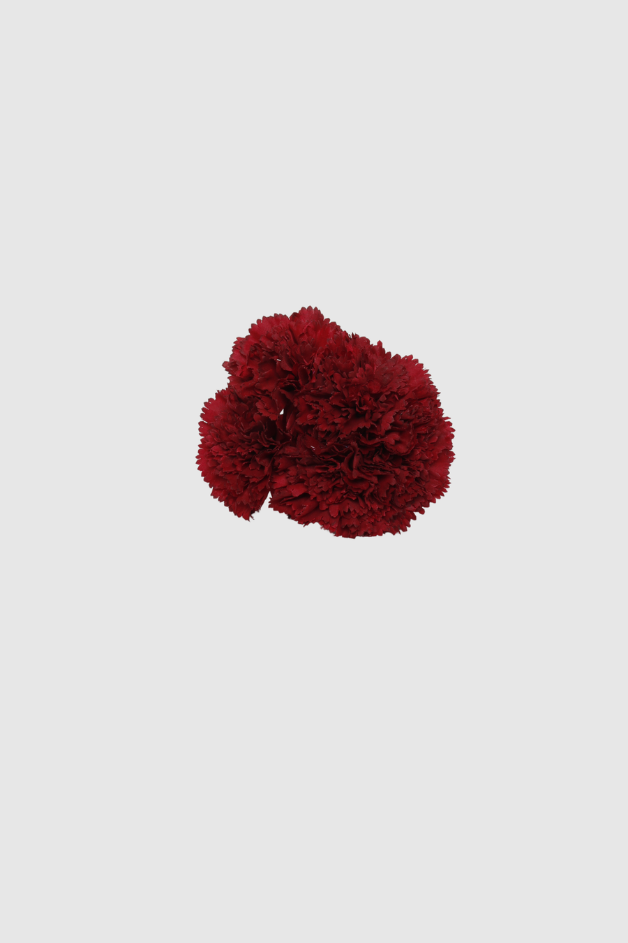 Fleur de coiffure œillet bordeaux