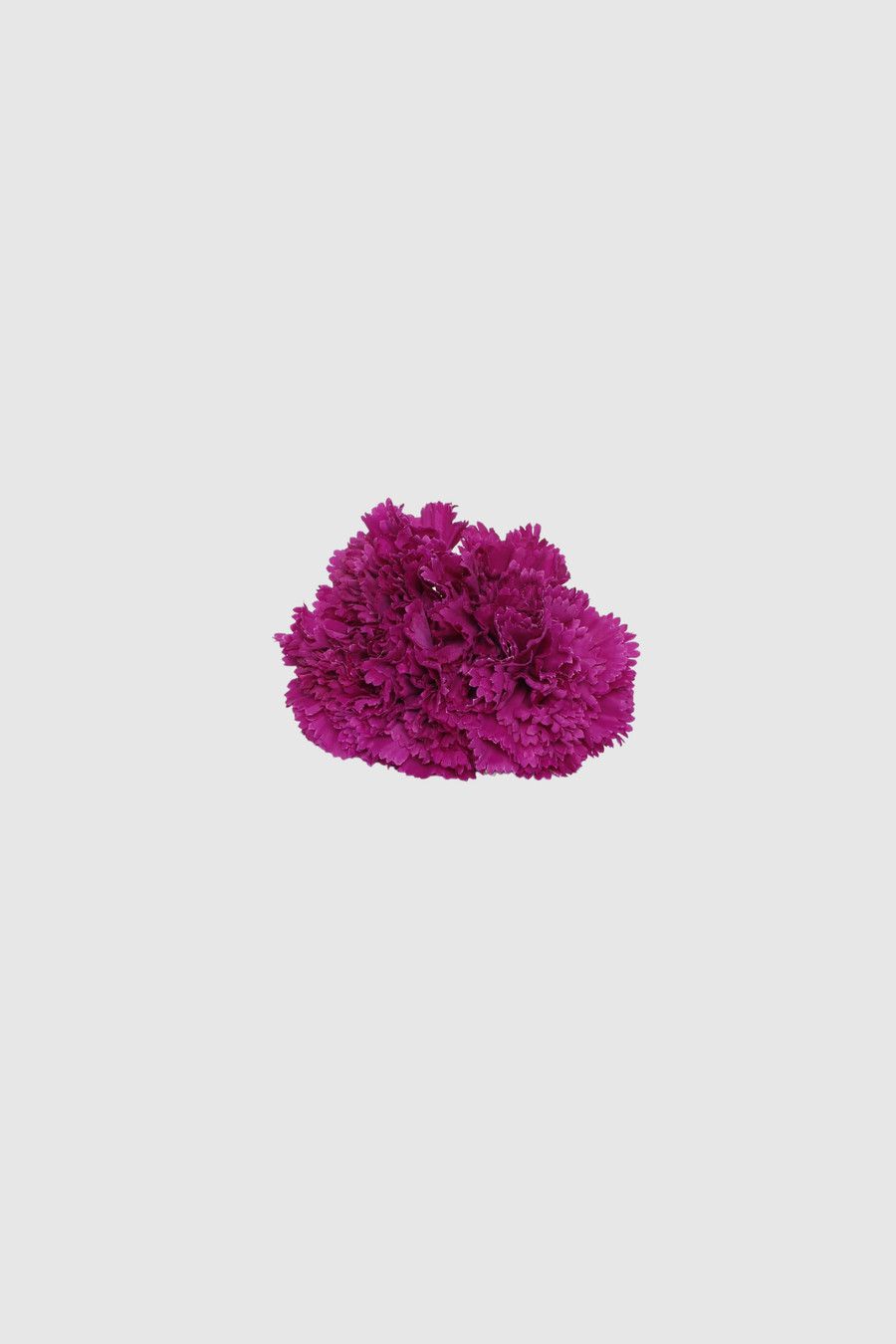Fleur de coiffure œillet fuchsia